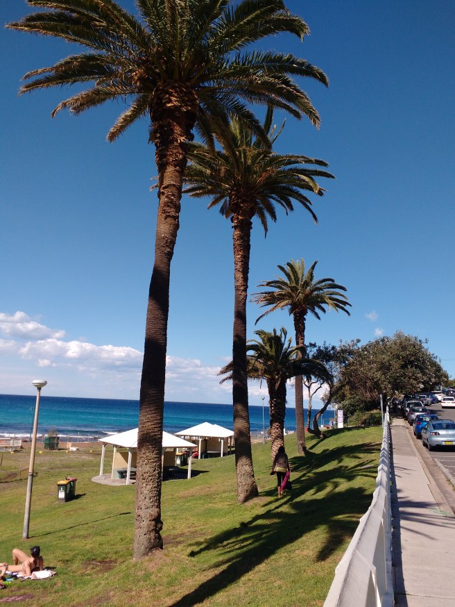 palm trees, grass, ocean at Bronte Beach on sunny day