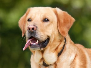 close up head & shoulders golden Labrador with pink tongue hanging out