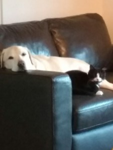 golden Labrador and black and white cat on black leather couch