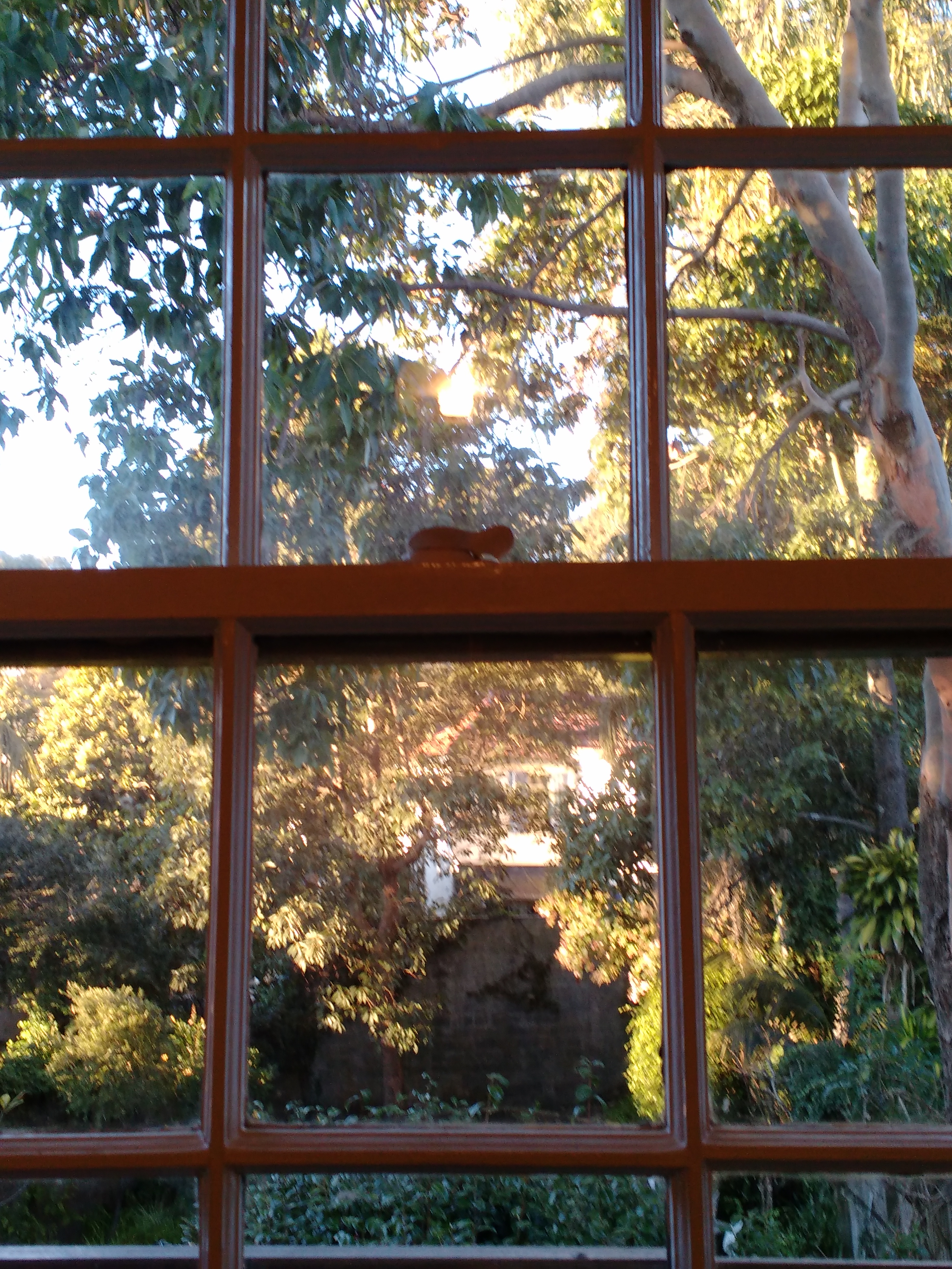 trees and house seen outside French paneled window