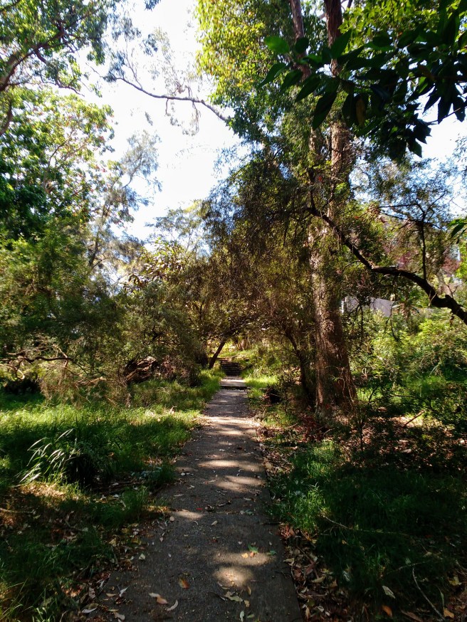 a path through the trees in Cooper Park