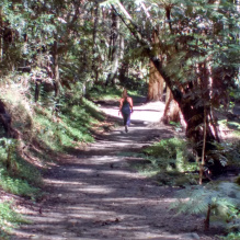 woman walking along a track beneath trees in a park